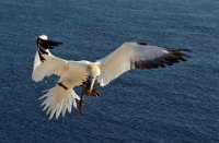 126 - HELGOLAND NORTHERN GANNETS 06 - MEINBERG VOLKER - germany